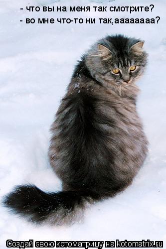 - что вы на меня так смотрите? - во мне что-то ни так,аааааааа?... Котоматрица: - что вы на меня так смотрите? - во мне что-то ни так,аааааааа?