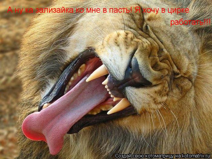 А ну ка зализайка ко мне в пасть! Я хочу в цирке работать!!!... Котоматрица: А ну ка зализайка ко мне в пасть! Я хочу в цирке работать!!!