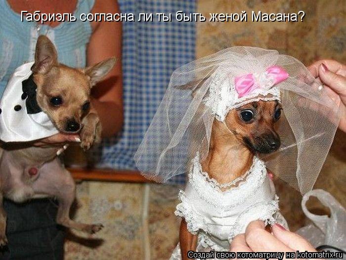 Габриэль согласна ли ты быть женой Масана?... Котоматрица: Габриэль согласна ли ты быть женой Масана?