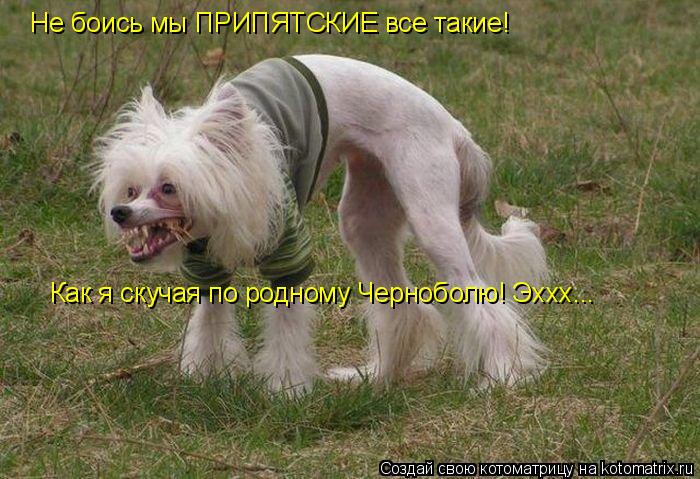 Не боись мы ПРИПЯТСКИЕ все такие! Как я скучая по родному Черноболю! Эххх...... Котоматрица: Не боись мы ПРИПЯТСКИЕ все такие! Как я скучая по родному Черноболю! Эххх...