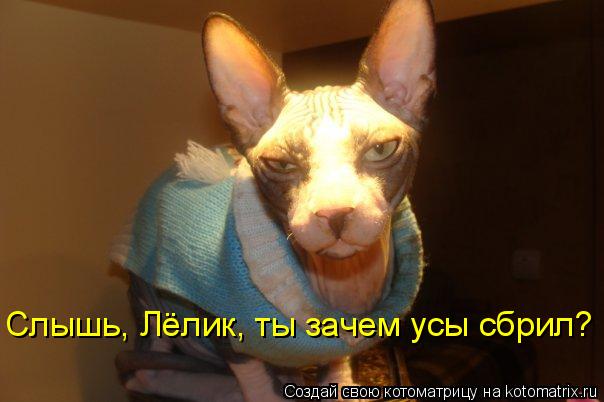 Слышь, Лёлик, ты зачем усы сбрил?... Котоматрица: Слышь, Лёлик, ты зачем усы сбрил?