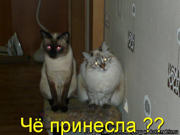 Котоматрица: Чё принесла ??