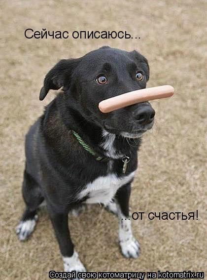 Котоматрица: Сейчас описаюсь... ...от счастья!