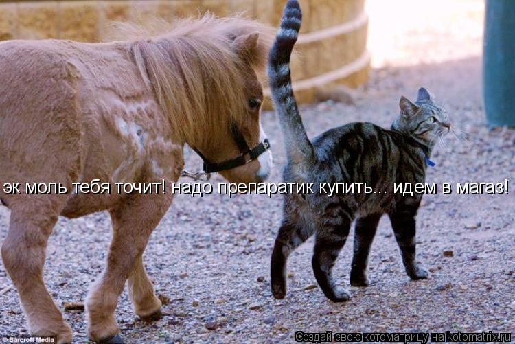 Котоматрица: эк моль тебя точит! надо препаратик купить... идем в магаз!