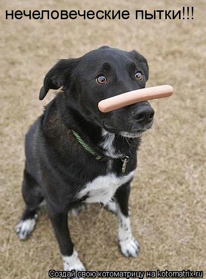 Котоматрица: нечеловеческие пытки!!!