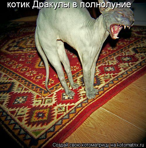 Котоматрица: котик Дракулы в полнолуние
