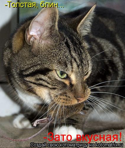 Котоматрица: -Толстая, блин... -Зато вкусная!