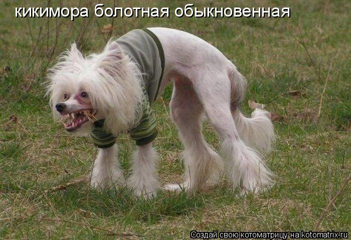 Котоматрица: кикимора болотная обыкновенная