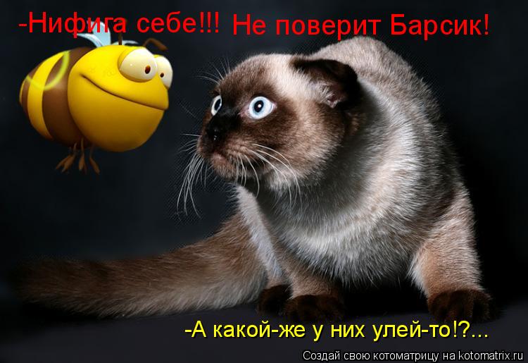 Котоматрица: -Нифига себе!!! Не поверит Барсик! -А какой-же у них улей-то!?...