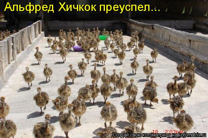 Котоматрица: Альфред Хичкок преуспел...