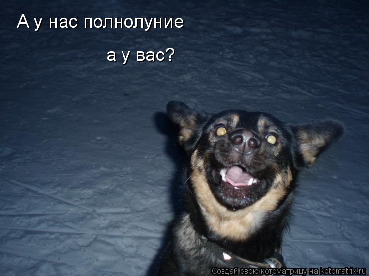 Котоматрица: А у нас полнолуние а у вас?
