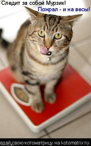 Котоматрица: Следит за собой Мурзик! Пожрал - и на весы!
