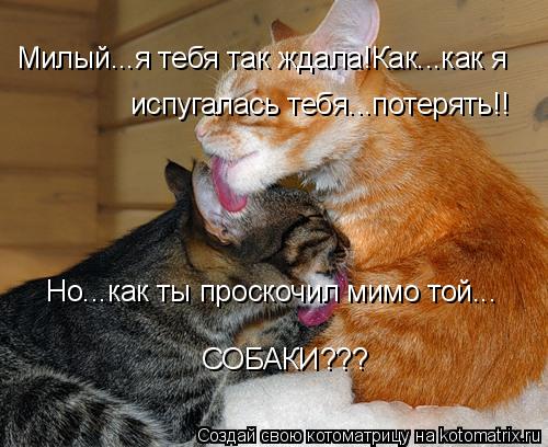 Котоматрица: Милый...я тебя так ждала!Как...как я  Милый...я тебя так ждала!Как...как я  испугалась тебя...потерять!! Но...как ты проскочил мимо той... СОБАКИ???
