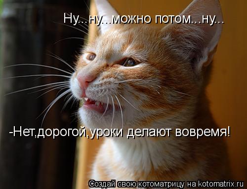 Котоматрица: Ну...ну...можно потом...ну... -Нет,дорогой,уроки делают вовремя!