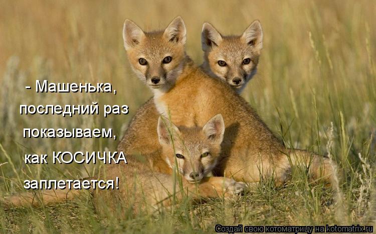 - Машенька, последний раз показываем, как КОСИЧКА заплетается!... Котоматрица: - Машенька, последний раз показываем, как КОСИЧКА заплетается!