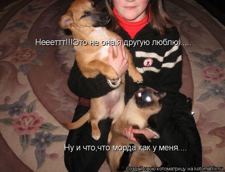 Котоматрица: Неееттт!!!Это не она,я другую люблю...... Ну и что,что морда как у меня....