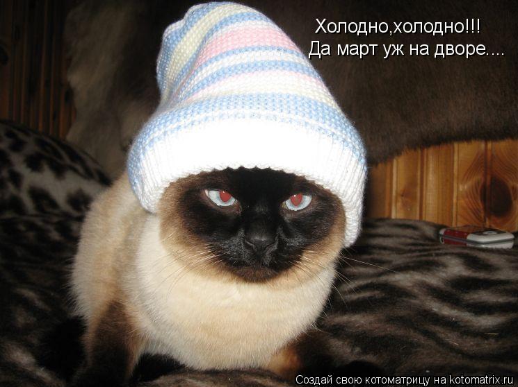 Холодно,холодно!!! Да март уж на дворе....... Котоматрица: Холодно,холодно!!! Да март уж на дворе....