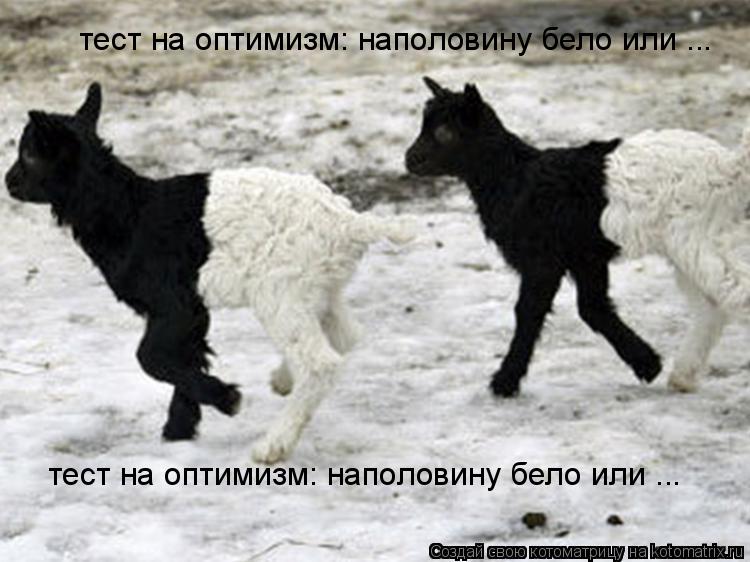 Котоматрица: тест на оптимизм: наполовину бело или ... тест на оптимизм: наполовину бело или ...