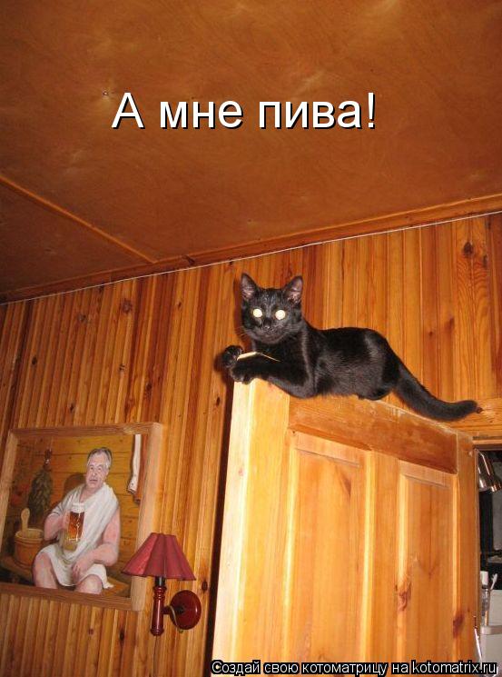 Котоматрица: А мне пива!