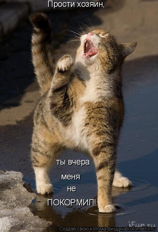 Котоматрица: Прости хозяин,  ты вчера  меня  не ПОКОРМИЛ!