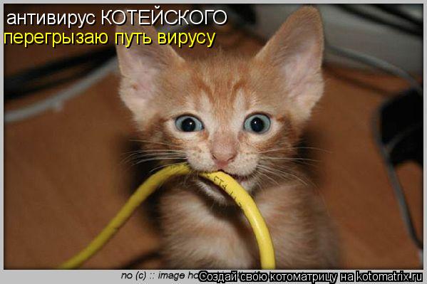 Котоматрица: антивирус КОТЕЙСКОГО перегрызаю путь вирусу