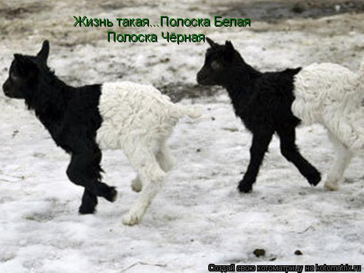 Котоматрица: Жизнь такая Жизнь такая...Полоска Белая Жизнь такая...Полоска Белая Полоска Чёрная