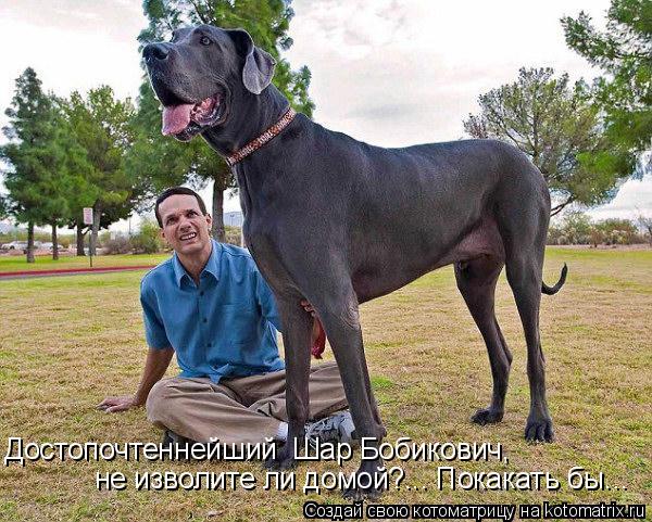 Котоматрица: Достопочтеннейший  Шар Бобикович, не изволите ли домой?... Покакать бы...