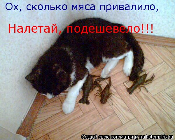 Котоматрица: Ох, сколько мяса привалило, Налетай, подешевело!!!