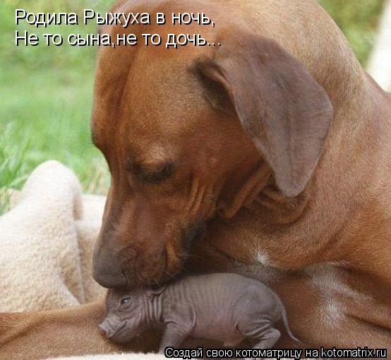 Котоматрица: Родила Рыжуха в ночь, Не то сына,не то дочь...