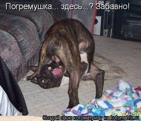 Погремушка... здесь...? Забавно!... Котоматрица: Погремушка... здесь...? Забавно!
