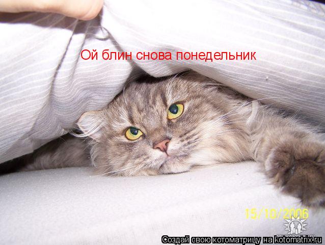 Котоматрица: Ой блин снова понедельник