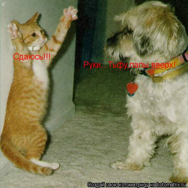 Котоматрица: Сдаюсь!!! Руки...Тьфу,лапы вверх!