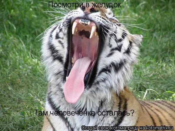 Котоматрица: Посмотри в желудок Там человеченка осталась?