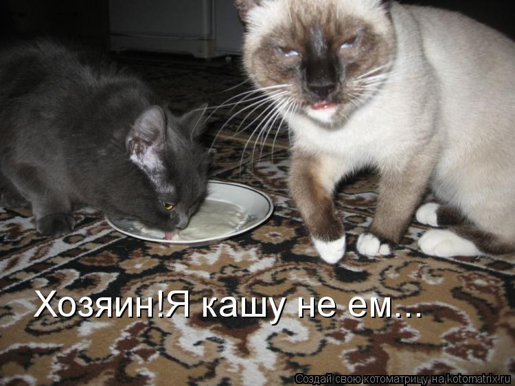 Котоматрица: Хозяин!Я кашу не ем...