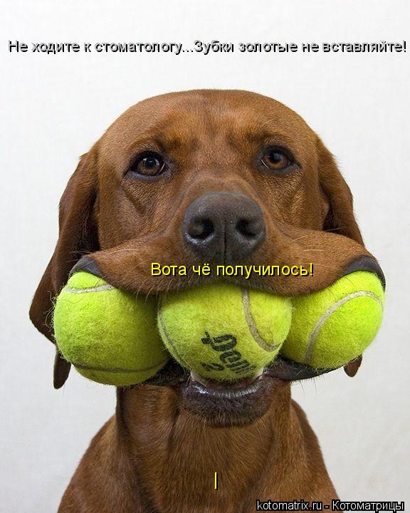 Котоматрица: Не ходите к стоматологу...Зубки золотые не вставляйте! Вота чё получилось! |