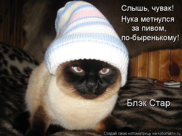 Котоматрица: Слышь, чувак! Нука метнулся  за пивом, по-быренькому! Блэк Стар