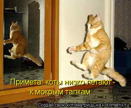 Котоматрица: Примета: коты низко летают к мокрым тапкам. -