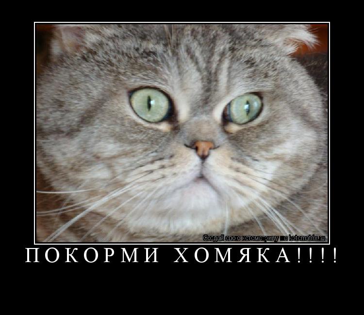 Котоматрица: ПОКОРМИ ХОМЯКА!!!! 