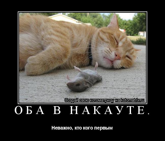Оба в накауте. Неважно, кто кого первым... Котоматрица: Оба в накауте. Неважно, кто кого первым