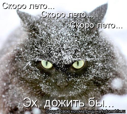 Котоматрица: Скоро лето... Скоро лето... Скоро лето... Эх, дожить бы...