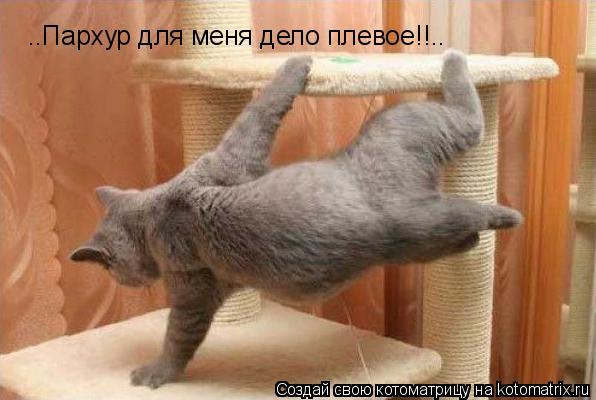 Котоматрица: ..Пархур для меня дело плевое!!..