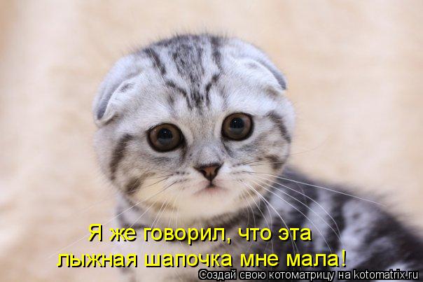 Котоматрица: Я же говорил, что эта  лыжная шапочка мне мала!