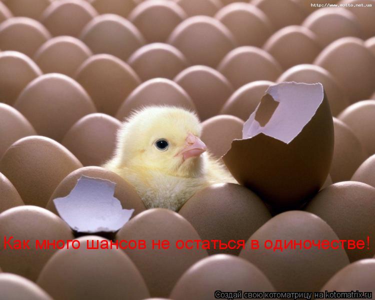 Котоматрица: Как много шансов не остаться в одиночестве!