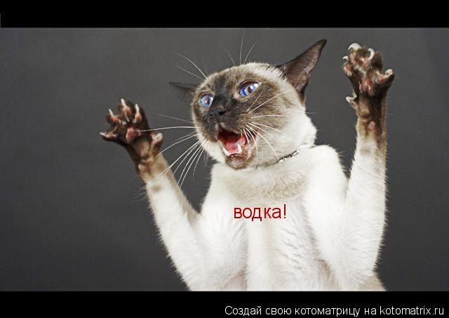 Котоматрица: водка!