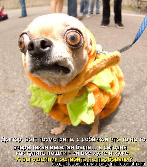 Котоматрица: Доктор, вот: посмотрите, с собачкой что-то не то... вчера такая веселая была... а сегодня как гулять пошли - ей все хуже и хуже, - А вы ошейник осл