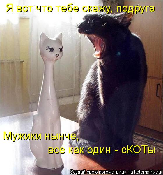 Котоматрица: Я вот что тебе скажу, подруга  Мужики нынче,  все как один - сКОТы