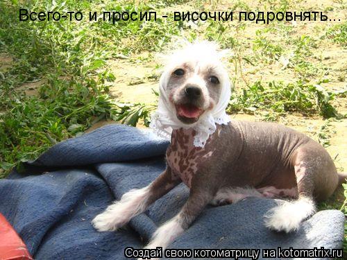 Котоматрица: Всего-то и просил - височки подровнять...