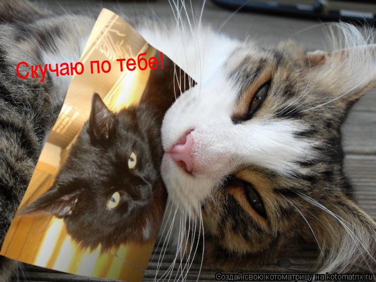 Котоматрица: Скучаю по тебе!