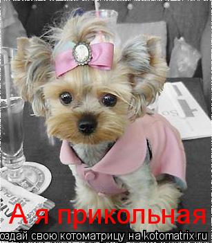 Котоматрица: А я прикольная