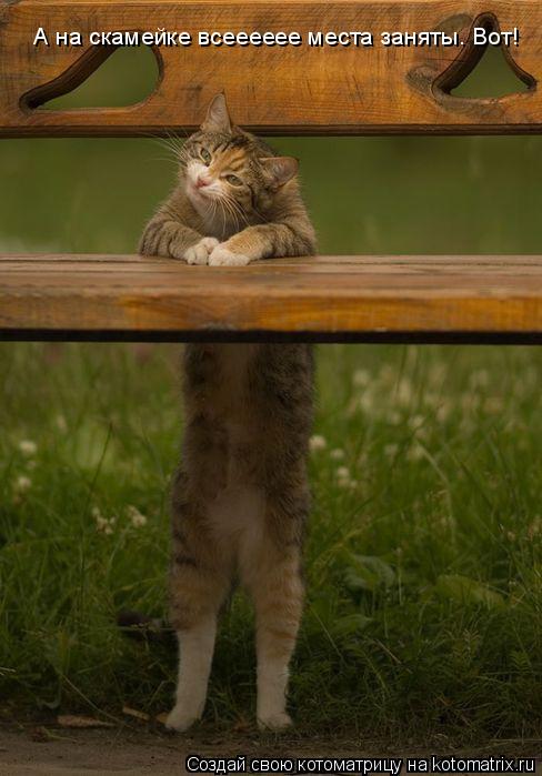 Котоматрица: А на скамейке всееееее места заняты. Вот!